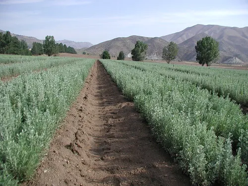 USDA National Nursery System