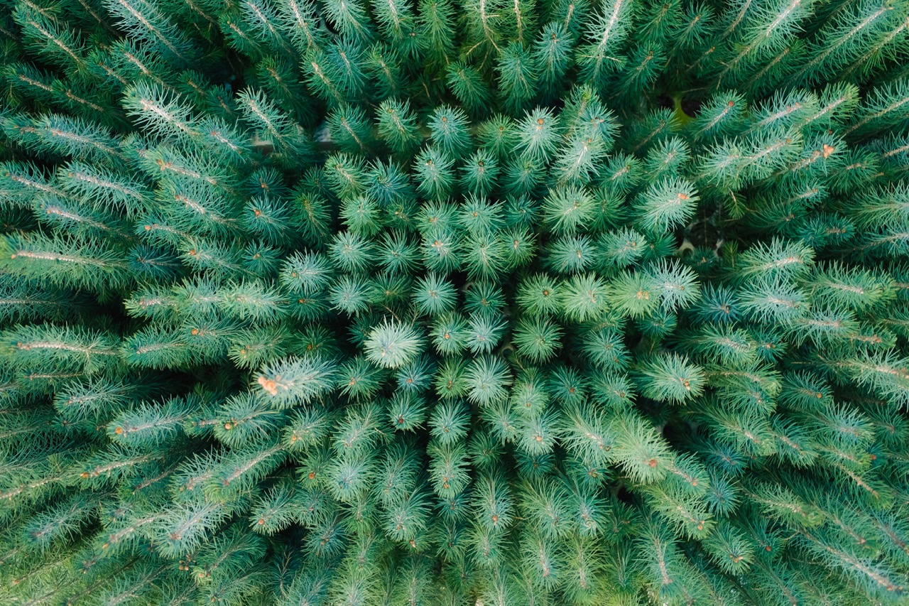 USDA National Nursery System